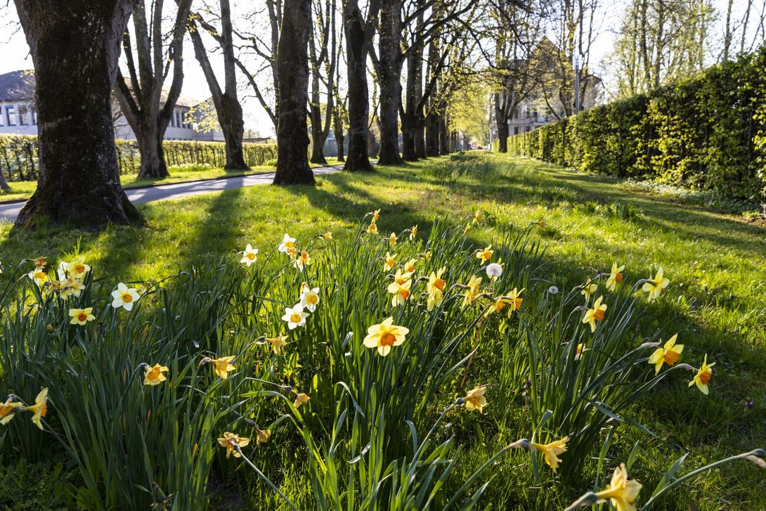 _M4_0973-gartenbauschule-oeschberg-koppigen-osterglocken-allee-raw-1920