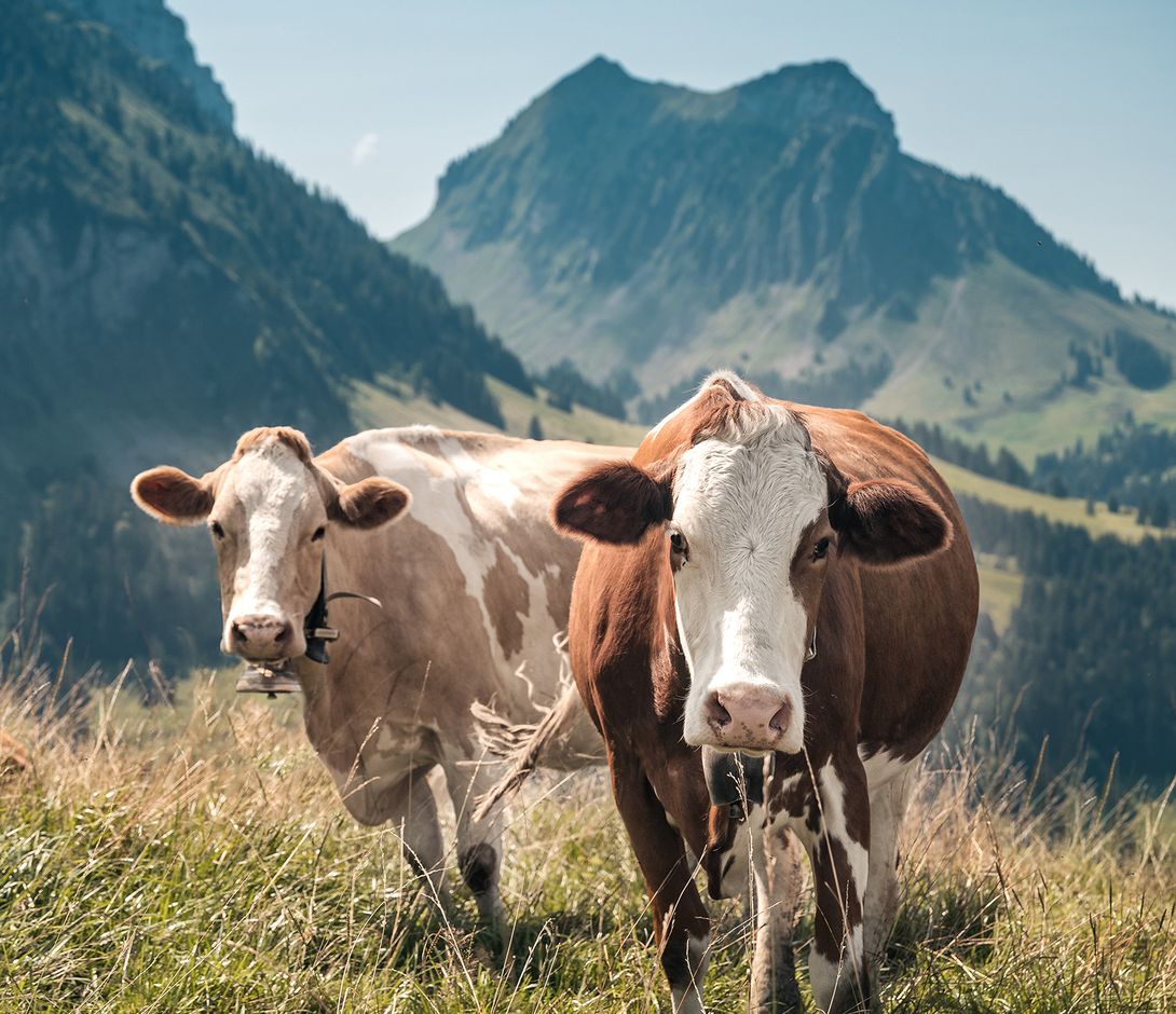 bzemme_milch2.jpg bzemme_milch2